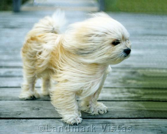 Windswept Lhasa Apso